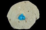 Vibrant Blue Cavansite (Pentagonite?) Cluster on Stilbite - India #176802-1